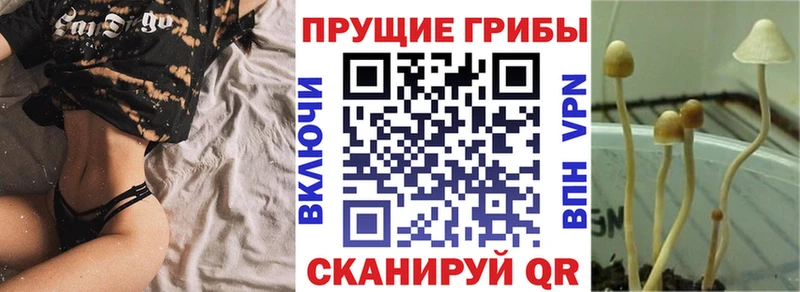 Псилоцибиновые грибы Cubensis купить наркоту ссылка на мегу зеркало Вичуга
